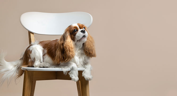 8 Tips for Healthy Dog Skin and Coat