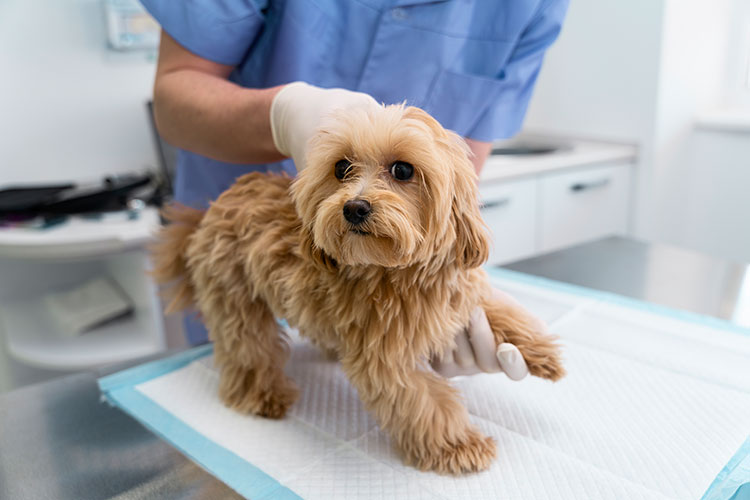 8 Tips for Healthy Dog Skin and Coat