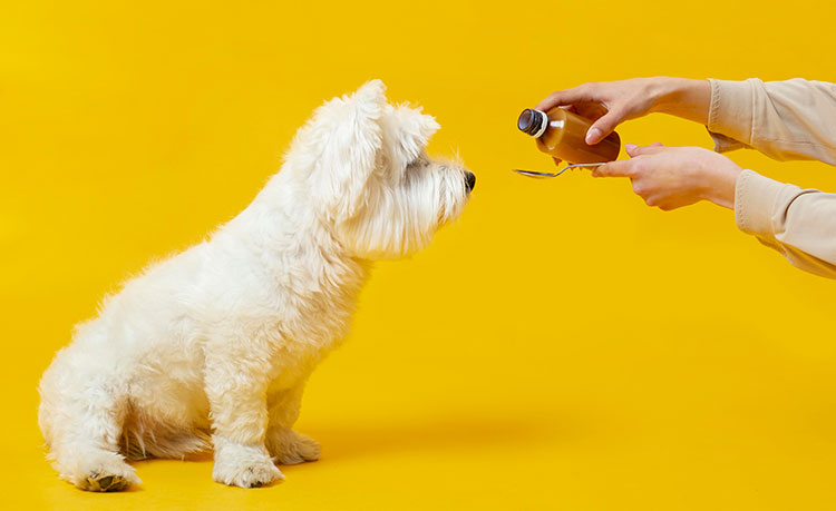 8 Tips for Healthy Dog Skin and Coat