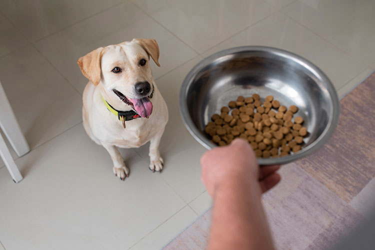 8 Tips for Healthy Dog Skin and Coat