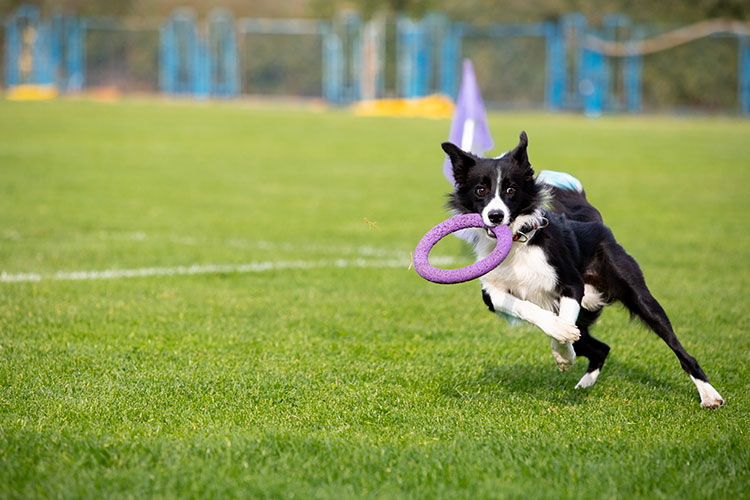 8 Tips for Healthy Dog Skin and Coat