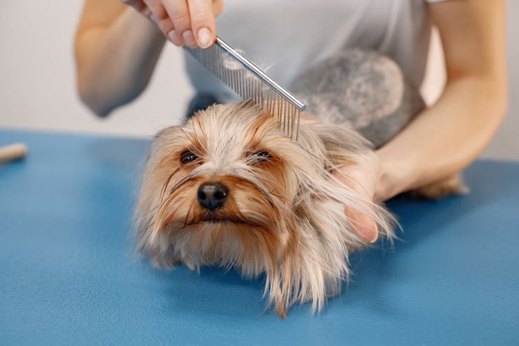 8 Tips for Healthy Dog Skin and Coat