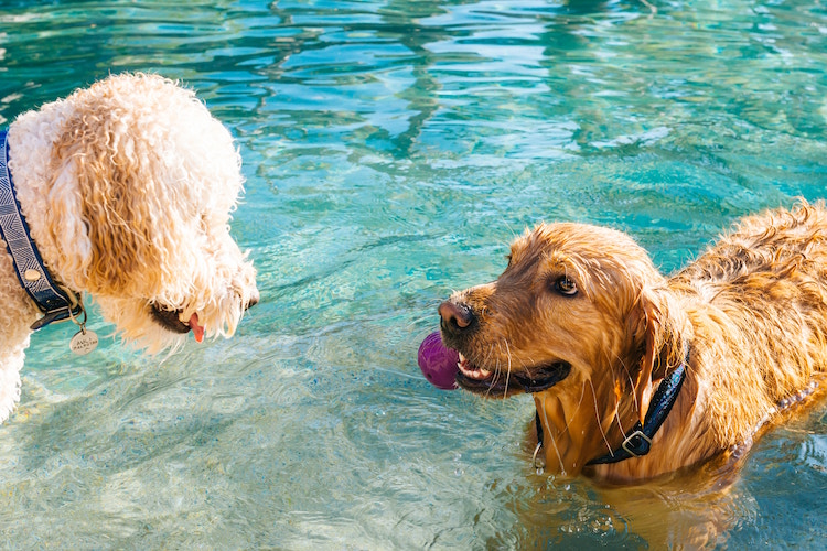 Guide on Swimming Pool Safety for Dogs