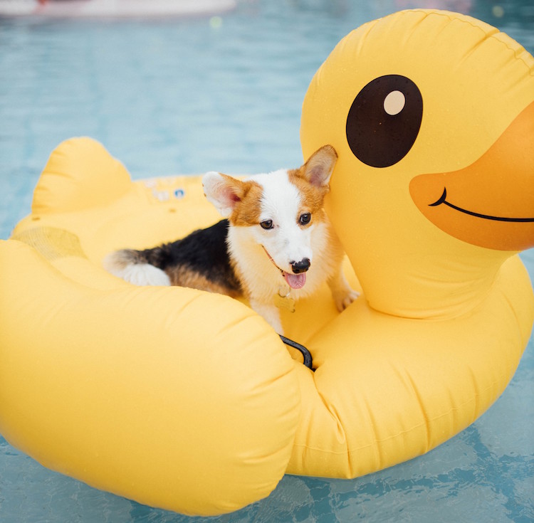 Guide on Swimming Pool Safety for Dogs