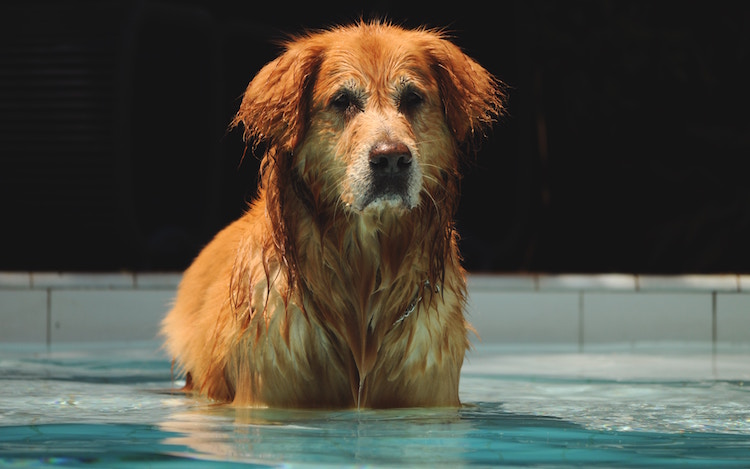 Guide on Swimming Pool Safety for Dogs
