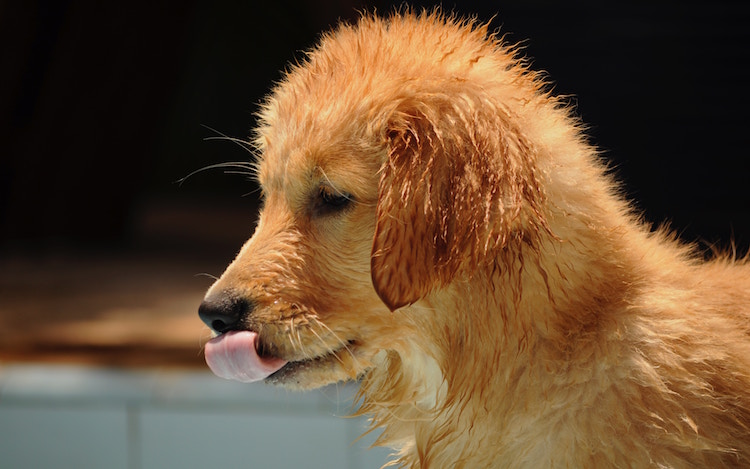 Guide on Swimming Pool Safety for Dogs