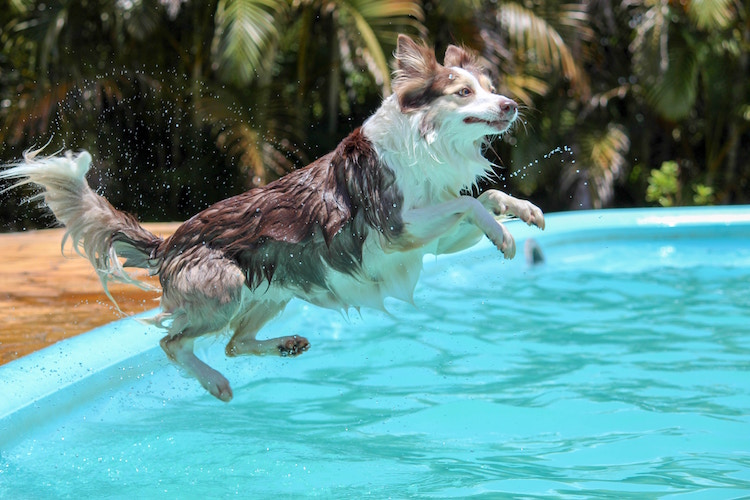 Guide on Swimming Pool Safety for Dogs