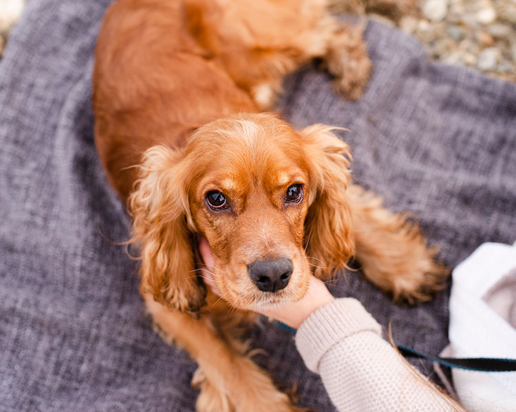 How to Help Your Dog Cope with Fireworks Anxiety
