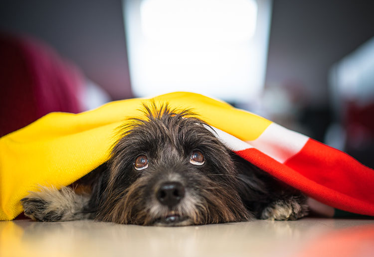 How to Help Your Dog Cope with Fireworks Anxiety
