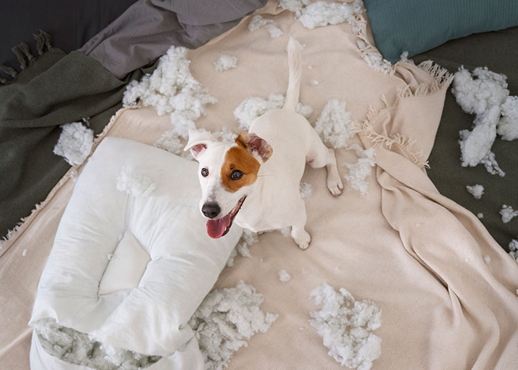 How to Help Your Dog Cope with Fireworks Anxiety