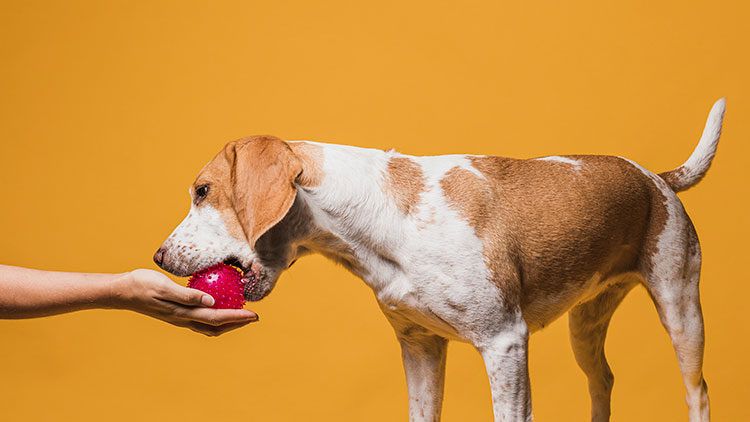 How to Help Your Dog Cope with Fireworks Anxiety