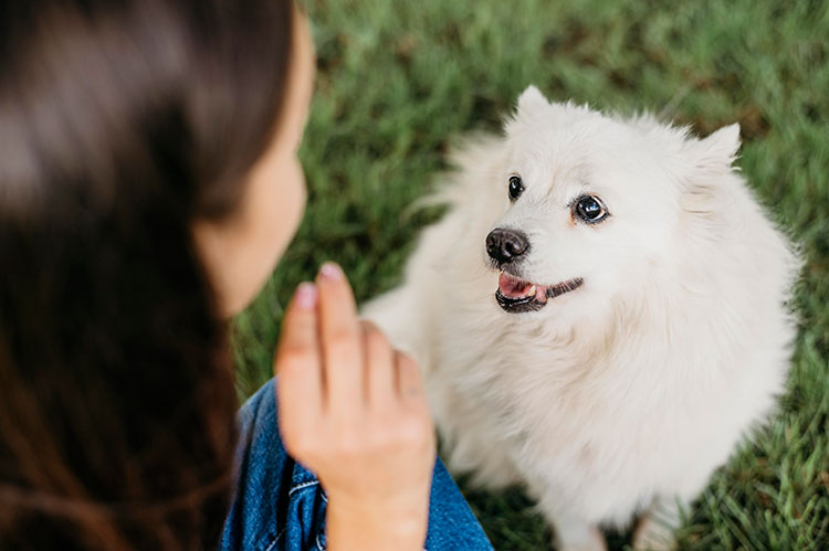 How to Help Your Dog Cope with Fireworks Anxiety