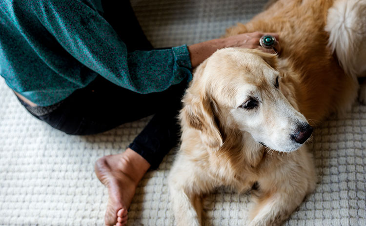 How to Help Your Dog Cope with Fireworks Anxiety